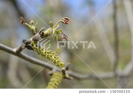 Common walnut 136508150