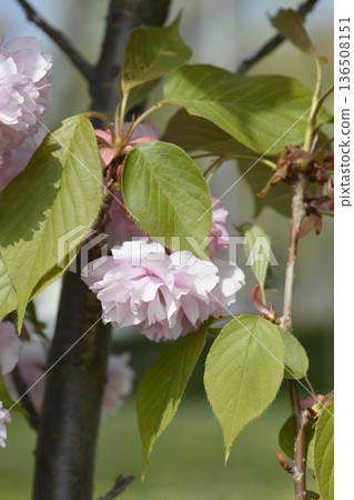 Japanese flowering cherry Kanzan Japanese flowering cherry Kanzan 136508151