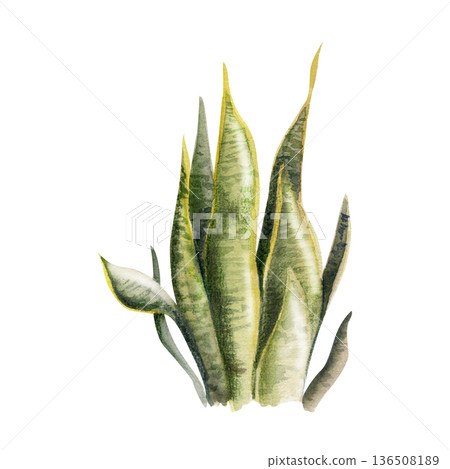 Sansevieria snake, aloe or agave, dracaena plant with upright striped blade leaves. Isolated illustration hand drawn in watercolor. Interior decor art, modern branding, air-purifying plant visuals. Sansevieria snake, aloe or agave, dracaena plant with upright striped blade leaves. Isolated illustration hand drawn in watercolor. Interior decor art, modern branding, air-purifying plant visuals. 136508189