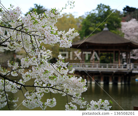 Ukimido, Nara Prefecture, Cherry Blossoms Ukimido, Nara Prefecture, Cherry Blossoms 136508201