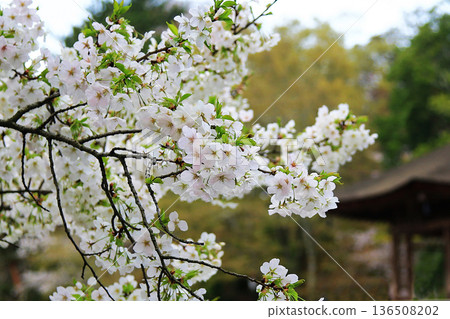 Ukimido, Nara Prefecture, Cherry Blossoms Ukimido, Nara Prefecture, Cherry Blossoms 136508202
