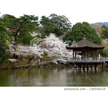 Ukimido, Nara Prefecture, Cherry Blossoms 136508210