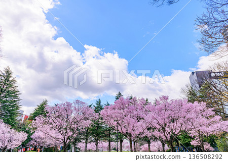 Cherry blossoms in Sendai, the City of Trees 136508292