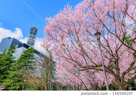 仙台,這座「樹之城」的櫻花 仙台,這座「樹之城」的櫻花 136508297