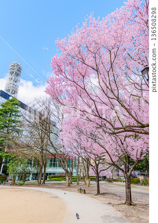 仙台，這座「樹之城」的櫻花 136508298