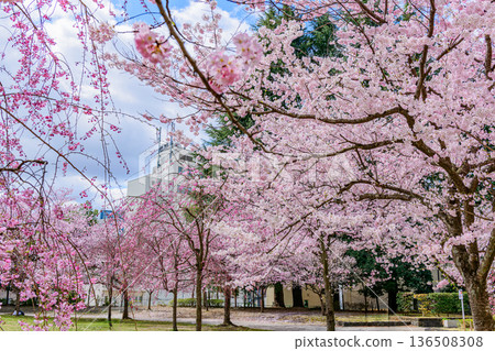 仙台，這座「樹之城」的櫻花 136508308