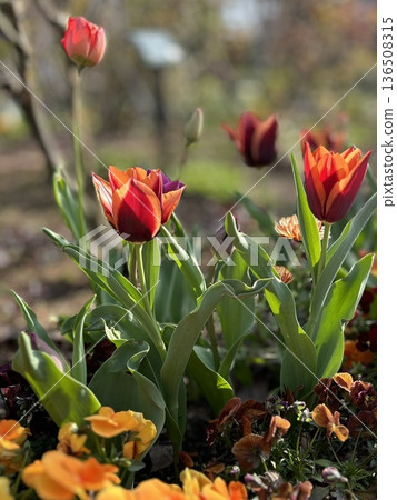 Orange tulips shining in the spring light. A spring garden decorated with warm sunlight and colorful flowers. 136508315