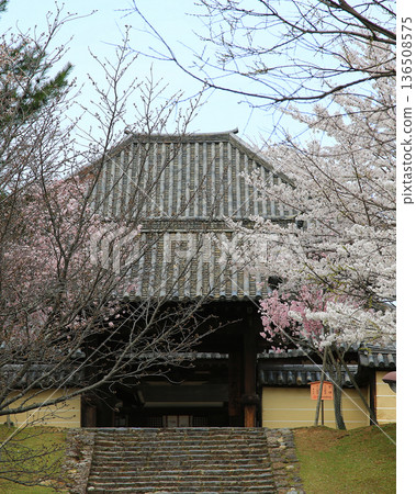 奈良公園東大寺櫻花 奈良公園東大寺櫻花 136508575