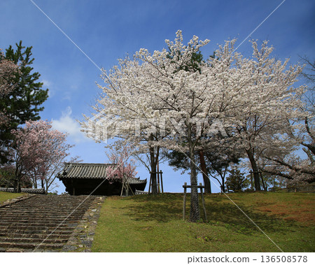 Nara Park Todaiji Temple Cherry Blossoms Nara Park Todaiji Temple Cherry Blossoms 136508578