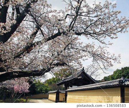 Nara Park Todaiji Temple Cherry Blossoms 136508583