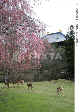 Nara Park Todaiji Temple Cherry Blossoms Nara Park Todaiji Temple Cherry Blossoms 136508597
