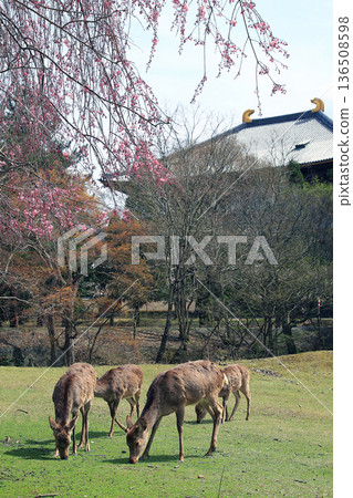 Nara Park Todaiji Temple Cherry Blossoms Nara Park Todaiji Temple Cherry Blossoms 136508598