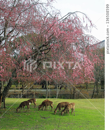 Nara Park Todaiji Temple Cherry Blossoms Nara Park Todaiji Temple Cherry Blossoms 136508599