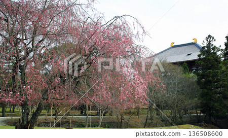 奈良公園東大寺櫻花 136508600