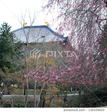 Nara Park Todaiji Temple Cherry Blossoms 136508603