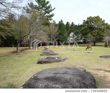 奈良公園東大寺櫻花 奈良公園東大寺櫻花 136508605
