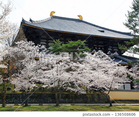 Nara Park Todaiji Temple Cherry Blossoms Nara Park Todaiji Temple Cherry Blossoms 136508606
