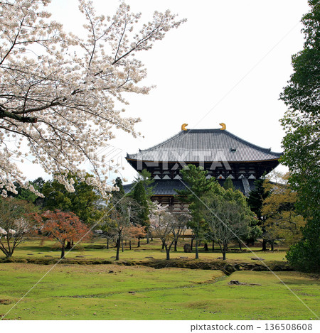 Nara Park Todaiji Temple Cherry Blossoms 136508608
