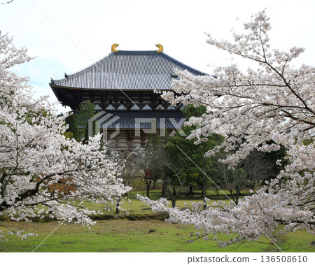Nara Park Todaiji Temple Cherry Blossoms Nara Park Todaiji Temple Cherry Blossoms 136508610