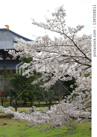 Nara Park Todaiji Temple Cherry Blossoms 136508611