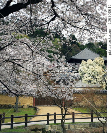 Nara Park Todaiji Temple Cherry Blossoms Nara Park Todaiji Temple Cherry Blossoms 136508613
