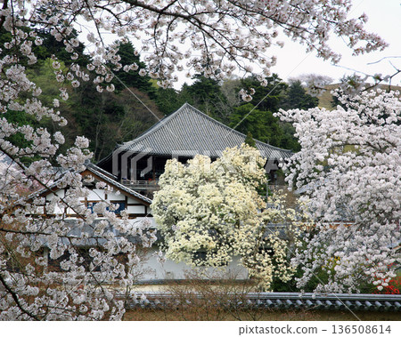 Nara Park Todaiji Temple Cherry Blossoms Nara Park Todaiji Temple Cherry Blossoms 136508614