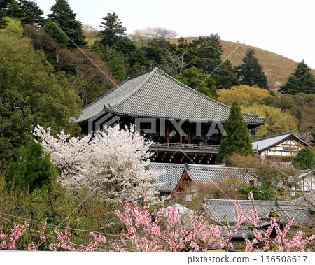 奈良公園東大寺櫻花 奈良公園東大寺櫻花 136508617