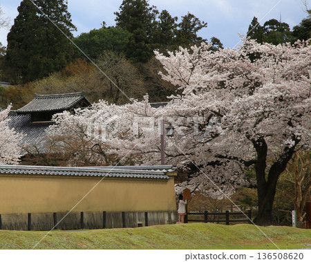 Nara Park Todaiji Temple Cherry Blossoms Nara Park Todaiji Temple Cherry Blossoms 136508620