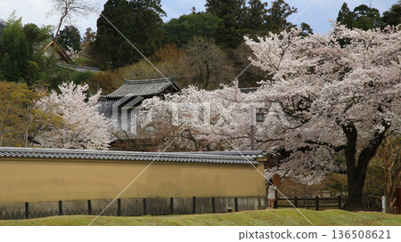 Nara Park Todaiji Temple Cherry Blossoms Nara Park Todaiji Temple Cherry Blossoms 136508621
