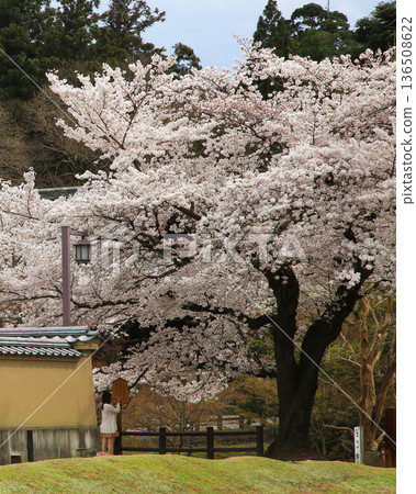 奈良公園東大寺櫻花 奈良公園東大寺櫻花 136508622