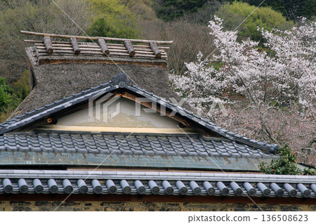 Nara Park Todaiji Temple Cherry Blossoms Nara Park Todaiji Temple Cherry Blossoms 136508623