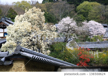 Nara Park Todaiji Temple Cherry Blossoms 136508624