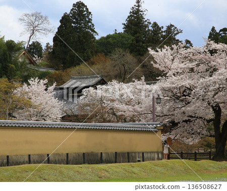 Nara Park Todaiji Temple Cherry Blossoms Nara Park Todaiji Temple Cherry Blossoms 136508627