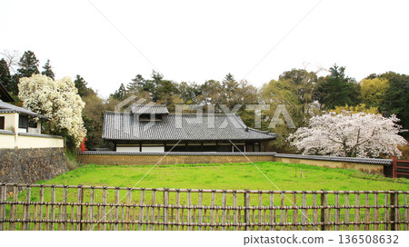 Nara Park Todaiji Temple Cherry Blossoms Nara Park Todaiji Temple Cherry Blossoms 136508632