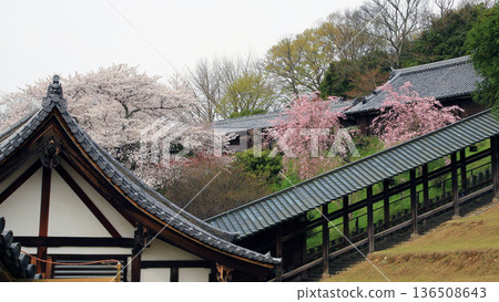 Nara Park Todaiji Temple Cherry Blossoms Nara Park Todaiji Temple Cherry Blossoms 136508643