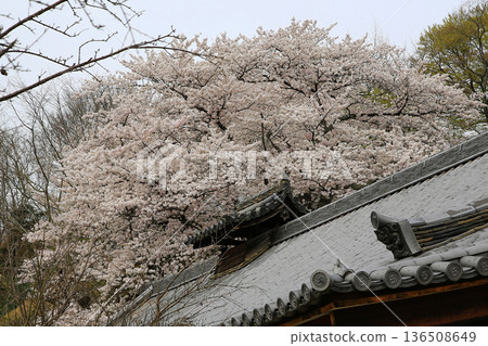 Nara Park Todaiji Temple Cherry Blossoms 136508649