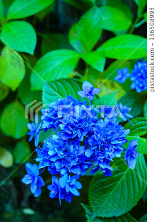 藍色繡球花 藍色繡球花 136508993