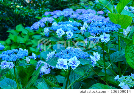 藍色繡球花 136509014