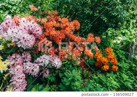 Bush of delicate yellow and pink flowers of azalea or Rhododendron plant in a sunny spring day Bush of delicate yellow and pink flowers of azalea or Rhododendron plant in a sunny spring day 136509027