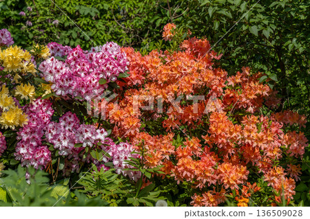 Bush of delicate yellow and pink flowers of azalea or Rhododendron plant in a sunny spring day Bush of delicate yellow and pink flowers of azalea or Rhododendron plant in a sunny spring day 136509028