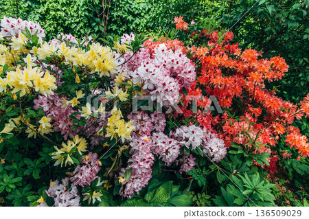 Bush of delicate yellow and pink flowers of azalea or Rhododendron plant in a sunny spring day Bush of delicate yellow and pink flowers of azalea or Rhododendron plant in a sunny spring day 136509029
