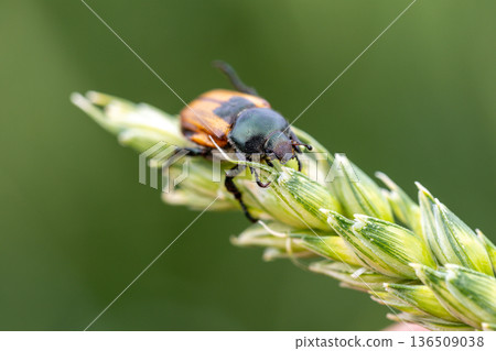 Beetle pest of grain crops, Kuzka, sits on a ripe ear of wheat Beetle pest of grain crops, Kuzka, sits on a ripe ear of wheat 136509038
