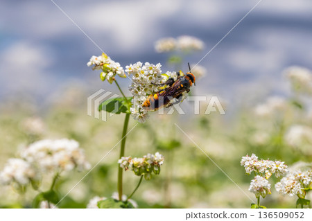 Closeup of large honey bee on a beckwheat plant Closeup of large honey bee on a beckwheat plant 136509052