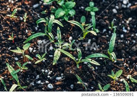 A top view shot of an Atriplex patula flowering plant growing in the garden A top view shot of an Atriplex patula flowering plant growing in the garden 136509091