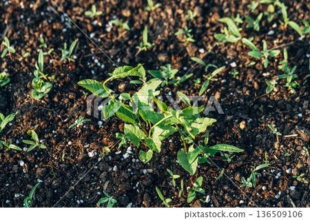A young shoot of morning glory (Convolvulus sepium) in a field, a weed 136509106