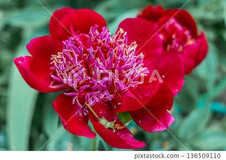Herbaceous peony Walter Mains in flowers garden Herbaceous peony Walter Mains in flowers garden 136509110