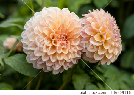 detail of a peach-orange pompom dahlia in a garden with blurred background detail of a peach-orange pompom dahlia in a garden with blurred background 136509116