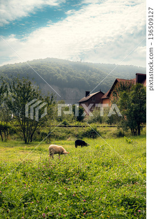 Freight Train Passing Through Rural Pasture with Grazing Sheep 136509127