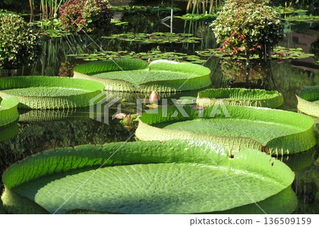 Large leaves of Paraguayan water lily (pond in the botanical garden) 136509159