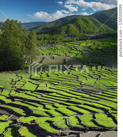 Paddy Fields - Kingdom of Bhutan Paddy Fields - Kingdom of Bhutan 136509399
